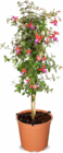 Aktuelles Fuchsien Stämmchen Angebot bei Netto Marken-Discount in Potsdam ab 7,99 €