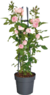 Drillingsblume (Bougainvillea) bei Globus-Baumarkt im Suhl Prospekt für 14,99 €