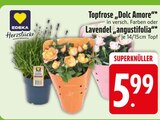 Topfrose Dolc Amore im Angebot bei EDEKA in Ravensburg Topfrose Dolc Amore Angebote von EDEKA Herzstücke bei EDEKA Ravensburg für 5,99 €