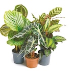 Calathea "Sondersorten Mix" oder Alocasia bei Netto mit dem Scottie im Potsdam Prospekt für 4,99 €