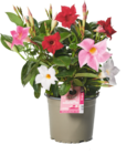 Jardiland Claye-Souilly - Promo Dipladénia "Diamantina" tricolore ECLOZ Promo Dipladénia "Diamantina" tricolore ECLOZ à 6,99 € dans le catalogue Jardiland à Claye-Souilly