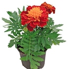 Studentenblume im Angebot bei REWE in Buxtehude Studentenblume Angebote bei REWE Buxtehude für 1,11 €