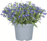 toom Baumarkt Lietzen - Sommerblumen Angebot im Prospekt Sommerblumen bei toom Baumarkt im Lietzen Prospekt für 0,99 €