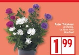Aster Tricolour für 1,99 € bei EDEKA im Angebot Aster Tricolour im aktuellen EDEKA Prospekt