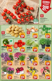 Pflanzen im REWE Prospekt in Hildesheim Aktueller REWE Prospekt mit Pflanzen, "Dein Markt", Seite 5