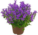 Glockenblume Angebote bei Penny Seevetal für 3,49 €