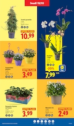 Prix et réduction Orchidée dans le prospectus Lidl en cours Offre Orchidée dans le catalogue Lidl du moment à la page 27