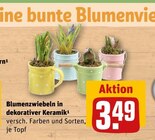 Blumenzwiebeln in dekorativer Keramik Angebote bei REWE Heidelberg für 3,49 €