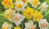 Promo Bulbes à fleurs gros volumes à 5,99 € dans le catalogue Super U à Lostanges