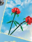 40460 - Les roses à JouéClub dans Ventiseri 40460 - Les roses à JouéClub dans Ventiseri