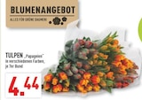 TULPEN "Papageien" Angebote bei Marktkauf Witten für 4,44 €