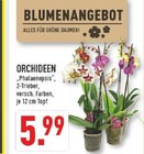 Aktuelle Zimmerpflanzen Angebote bei Marktkauf in Bielefeld Aktuelles Orchideen Angebot bei Marktkauf in Bielefeld ab 5,99 €
