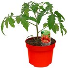 Bornholmer Margerite Angebote bei REWE Landshut für 1,59 €