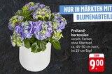 Freilandhortensien im Angebot bei EDEKA in Kirchheim Freilandhortensien Angebote bei EDEKA Kirchheim für 9,00 €