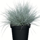 SILBERGRAS-MIX Angebote von Silver Land bei Wreesmann Weimar für 2,59 €