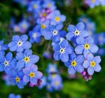 Bunter Frühling von Kölle Bio für 2,59 € bei Pflanzen Kölle im Angebot Bunter Frühling von Kölle Bio im aktuellen Pflanzen Kölle Prospekt