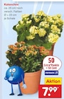Aktuelle Blumen Angebote bei Netto Marken-Discount in Mainz Aktuelles Kalanchoe Angebot bei Netto Marken-Discount in Mainz ab 7,99 €