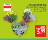 Marktkauf Sonneberg - Bepflanzte Herbstschale Angebot im Prospekt Bepflanzte Herbstschale bei Marktkauf im Sonneberg Prospekt für 5,99 €