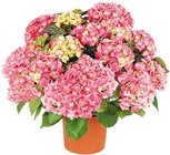 Hortensie XL im Angebot bei Kaufland in Remscheid Hortensie XL Angebote bei Kaufland Remscheid für 10,99 €