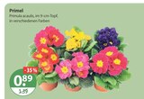 Primel von  im aktuellen V-Markt Prospekt für 0,89 €