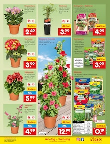 Blumen im Netto Marken-Discount Prospekt "Aktuelle Angebote" mit 65 Seiten (Augsburg)
