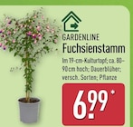 Fuchsienstamm von Gardenline im aktuellen ALDI Nord Prospekt