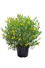 Hagebaumarkt Uchte - Kanadisches Johanniskraut Angebot im Prospekt Kanadisches Johanniskraut bei Hagebaumarkt im Uchte Prospekt für 12,99 €