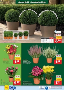 Blumen im aktuellen Netto Marken-Discount Prospekt (Hamburg) Blumen im Netto Marken-Discount Prospekt "Aktuelle Angebote" mit 69 Seiten (Hamburg)