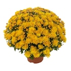 Chrysanthème en promo chez Carrefour Chrysanthème dans le catalogue Carrefour