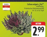 Calluna vulgaris 'Trio' bei EDEKA im Bad Berka Prospekt für 2,99 €