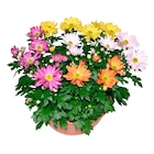 Coupe de chrysanthème en promo chez Carrefour Tremblay-en-France à 3,99 €