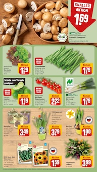 Pfanne im REWE Prospekt "Dein Markt" mit 34 Seiten (Halle (Saale))