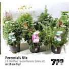 Perennials Mix bei OBI im Marburg Prospekt für 7,99 €