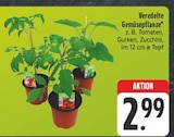 Veredelte Gemüsepflanze im Angebot bei E center in Jena Veredelte Gemüsepflanze Angebote bei E center Jena für 2,99 €