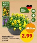 Penny-Markt - Hornveilchen Angebot im Prospekt Hornveilchen bei Penny-Markt im Prospekt "" für 2,99 €