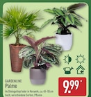 Palme im Angebot bei ALDI Nord in Goslar Palme Angebote von GARDENLINE bei ALDI Nord Goslar für 9,99 €