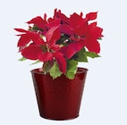 Promo Poinsettia ECLOZ à 8,99 € dans le catalogue Jardiland à Saint-Parres-aux-Tertres