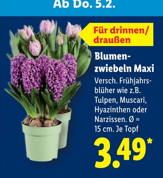 Blumenzwiebeln Maxi