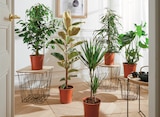 PLANTE VERTE POT 21 CM à 11,99 € dans le catalogue Intermarché Hyper