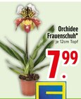 Orchidee Frauenschuh von  im aktuellen EDEKA Prospekt für 7,99 €