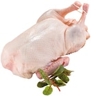 Frische junge bayr. Ente im REWE Prospekt Frische junge bayr. Ente von im aktuellen REWE Prospekt für 6,99 €