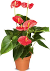 Netto Marken-Discount - Anthurie Angebot im Prospekt Anthurie bei Netto Marken-Discount im Prospekt "" für 9,99 €