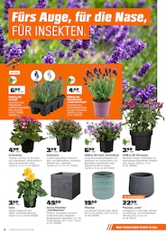 OBI Pflanztopf im Prospekt 