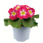 toom Baumarkt Blomberg - Primel ungefüllt Angebot im Prospekt Primel ungefüllt bei toom Baumarkt im Blomberg Prospekt für 1,29 €