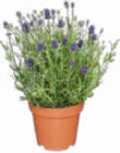 Aktuelles Lavendel Angustifolia Angebot bei Netto Marken-Discount in Bremerhaven ab 2,29 €