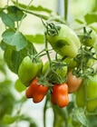 Aktuelle Tomaten Angebote bei Garten-Center Nordharz GmbH & Co. KG in Hannover Aktuelles Naschgemüse (z. B. Snackpaprika, Mini-Tomaten) Angebot bei Garten-Center Nordharz GmbH & Co. KG in Hannover ab 6,99 €
