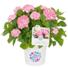 Hortensie im Angebot bei ZG Raiffeisen in Karlsruhe Hortensie Angebote von Diva fiore bei ZG Raiffeisen Karlsruhe für 24,99 €