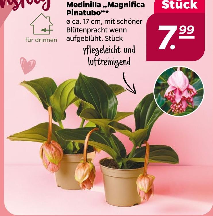 Medinilla 'Magnifica Pinatubo'