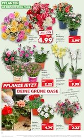 Aktueller Kaufland Prospekt mit Balkonpflanzen, "Aktuelle Angebote", Seite 4