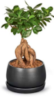 Netto Marken-Discount Grimmen - Bonsai Angebot im Prospekt Bonsai bei Netto Marken-Discount im Grimmen Prospekt für 9,99 €